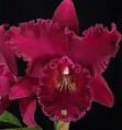 Orquidea Chia Lin